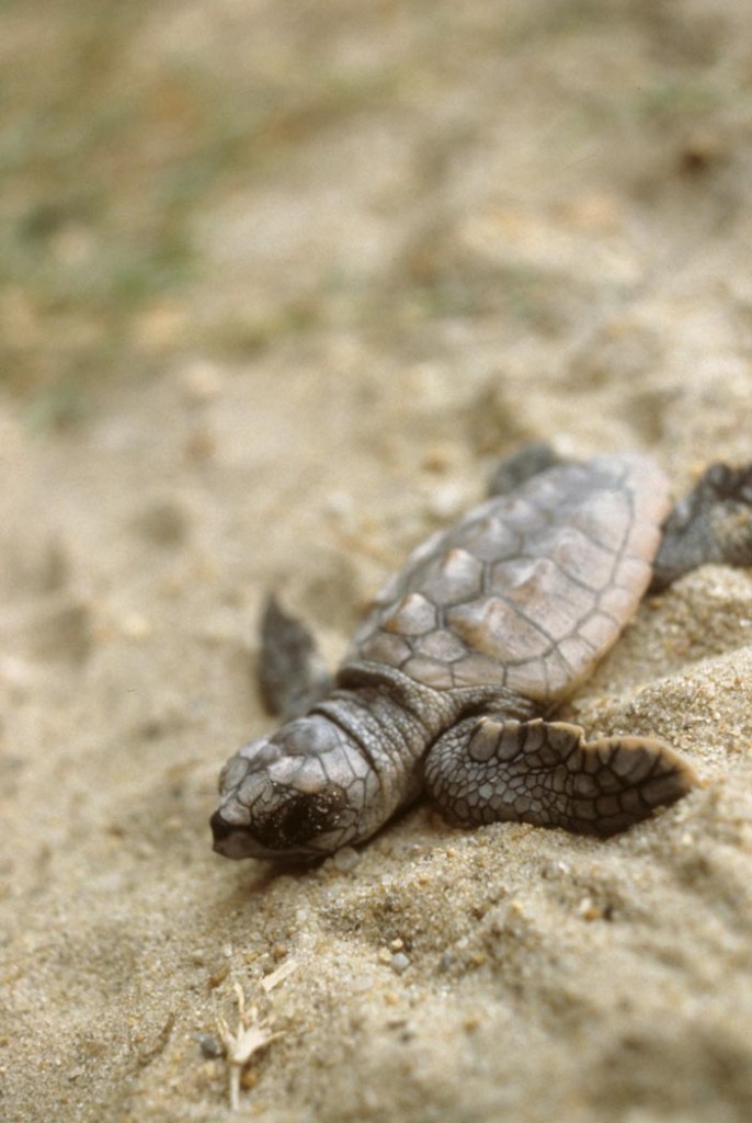 turtles